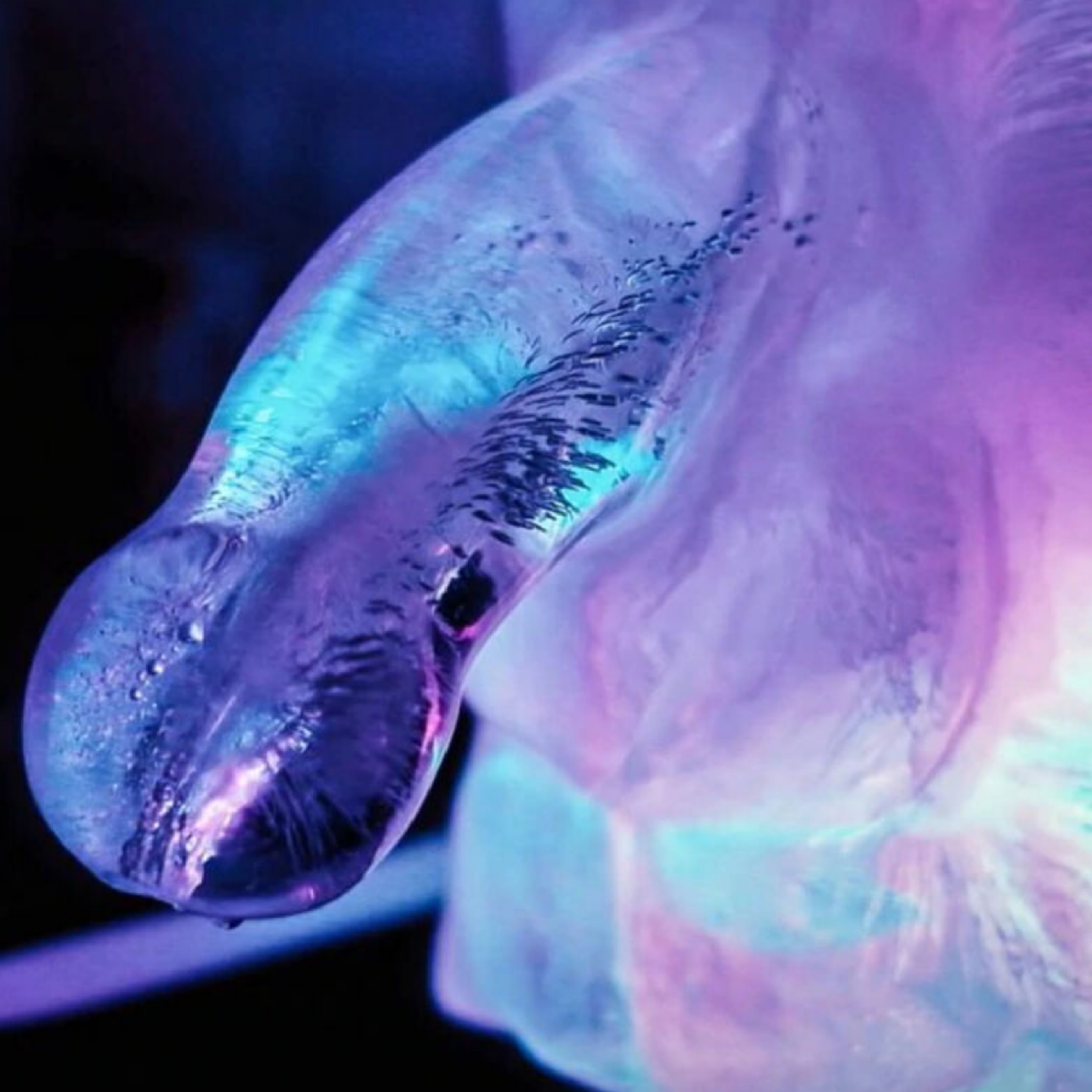 PLAY WIV ME - HUGE PENIS ICE LUGE MOULE